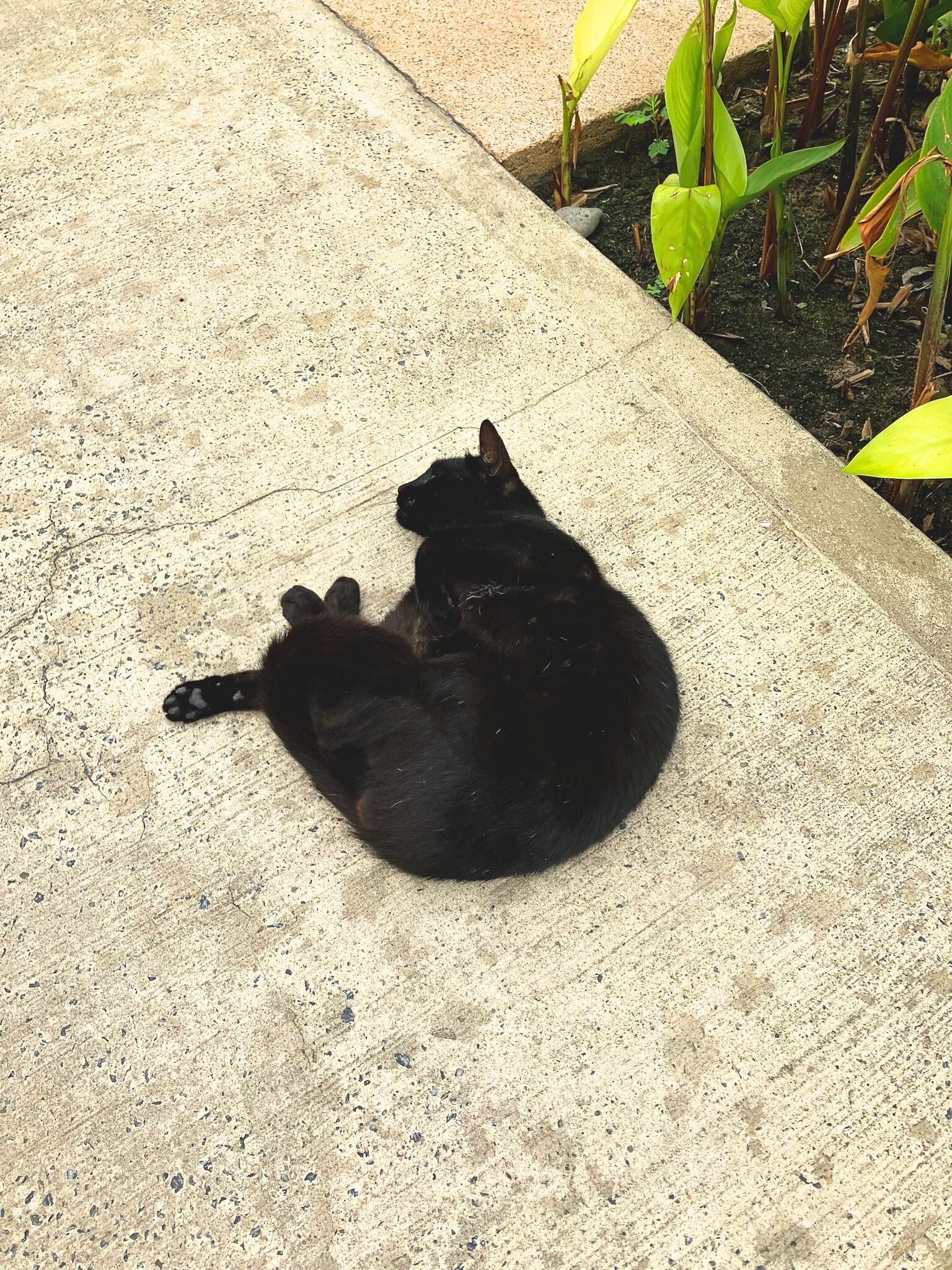 猫ちゃん